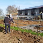 Nussbäume und Weiden sollen später Schatten spenden