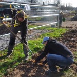 ca. 100 kleine Hainbuchen sollen später eine Hecke bilden