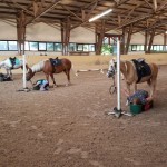 Apfelschnappen extrem